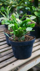Schlumbergera Truncata Flower: A Festive Delight in Your Indoor Garden!