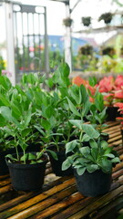 Lisianthus Flower: Nature's Elegance in Bloom