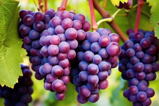macro image of ripe organic grapes on vine