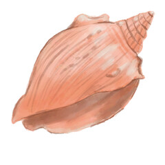 Tulip Shell Illustration