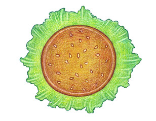 Hamburger top view pencil drawing