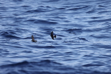 Wilson's storm petrel (Oceanites oceanicus), also known as Wilson's petrel, is a small seabird of the austral storm petrel family Oceanitidae. This photo was taken in Japan.