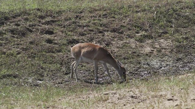 The marsh deer, Blastocerus dichotomus, also swamp deer, largest deer species from South America can mostly be found in the swampy region of the pantanal, Brazil, South America