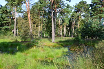 Swamp Landscape in the Fen Tister Bauernmoor, Lower Saxony
