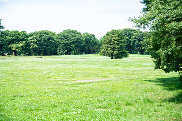 Beautiful green park. sunny day.