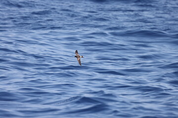 Wilson's storm petrel (Oceanites oceanicus), also known as Wilson's petrel, is a small seabird of the austral storm petrel family Oceanitidae. This photo was taken in Japan.