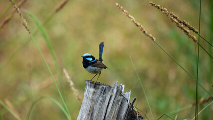 Male Blue Wren on a log