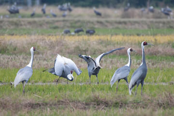 White-naped Cranes dancing