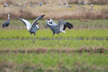 White-naped Cranes dancing