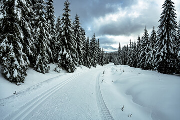 Cross country skiing track in the forest of Jizera Mountains, Czechia