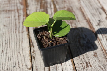 CISSUS CUKROWY ROTUNDIFOLIA sadzonka