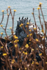 Cormorans posés sur un piton rocheux au bord de l'océan