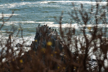 Cormorans posés sur un piton rocheux au bord de l'océan