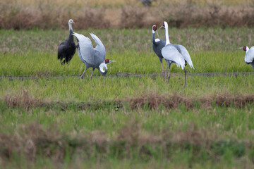 White-naped Crane displaying