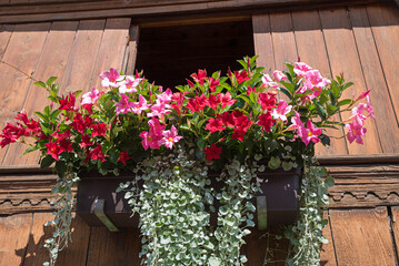 wooden front of a stable with decorative mandevilla flowers