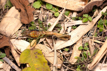 秋、天寿を全うしたカマキリの死骸