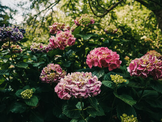 Hydrangeas in the garden