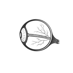 Isolated Cross Section of the Human Eyeball for Medical Education
