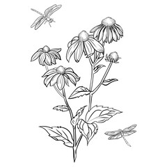 rudbeckia flower drawing dragonfly illustration - obrazy, fototapety, plakaty