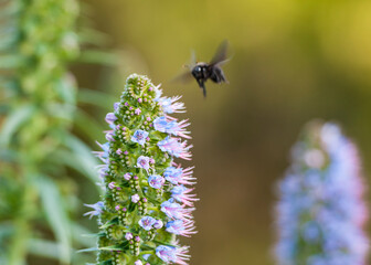Beautiful image of a Black Bee pollinating a Echium candicans (Pride of Madeira). Stock Photo.