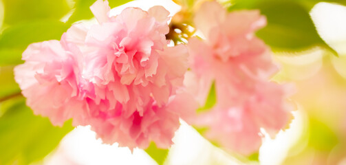 Sakura. Cherry blossom, branches with flowers sway in the wind. Pink flowers of the sakura tree. Spring landscape with flowering trees. Beautiful nature on a sunny day.