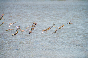 Flock of Sandpipers Flying with a Pond in the background. Stock Photo