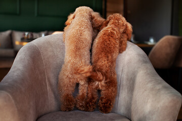 Back and tails of two dogs. Small poodles stand on their hind legs on chair in restaurant or cafe