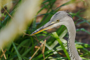 Close-up of a heron's head.