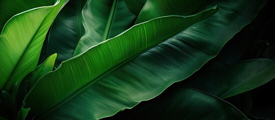 Obraz premium lush tropical forest, a vibrant green banana leaf stood out against the abstract pattern of light and shadow, adding a pop of color to the natural background, while the intricate texture of the leaf