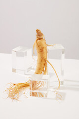 A fresh ginseng root (Panax ginseng) decorated with glass podiums on white background. Minimal...
