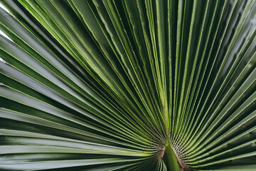 palm tree leaves