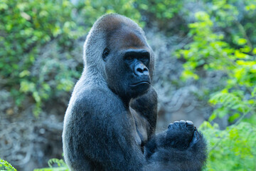 Gorilla close up in the park