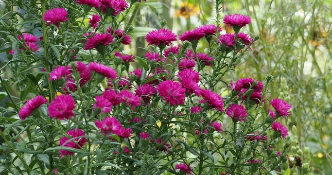 (Aster novi-belgii) Small ornamental shrub of New-york aster or Virginia-aster. Decorative semi-double mulberry-red petals atop flexible erect stems with green foliage