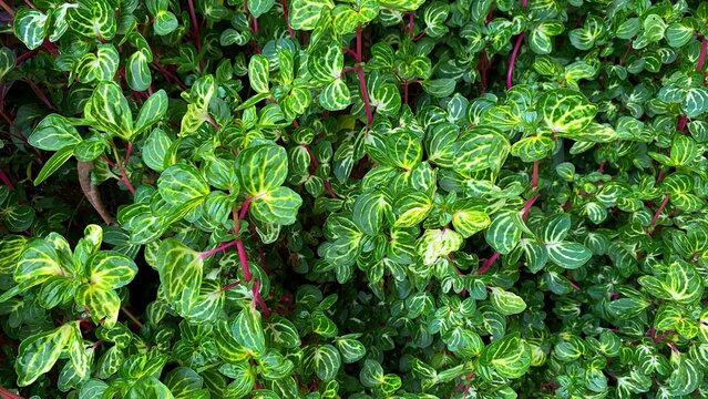 Iresine belongs to a plant family of Amaranthaceae.It bears extremely beautiful foliage in different shades of red and green.