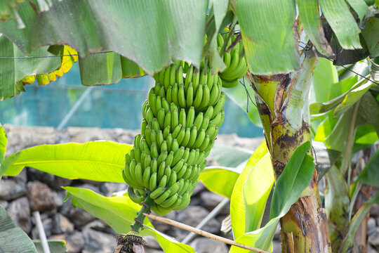 bunch of bananas growing in the Canary