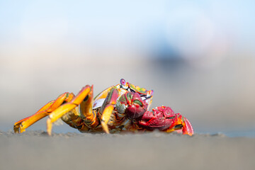 Fototapeta premium Atlantic red crab