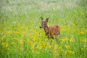White-tailed deer at the Smoky Mountain National Park