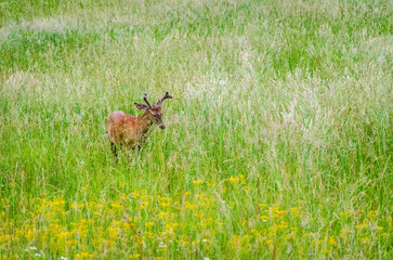 White-tailed deer at the Smoky Mountain National Park