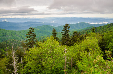 Fototapeta premium An Overlook on a Moody Day at the Great Smoky Mountains National Park in North Carolina