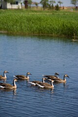Heilongjiang,zhalong Natural Reserve,
