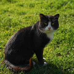 Fluffy black cat with green eyes, closeup portrait. Black and white cat sitting on the grass