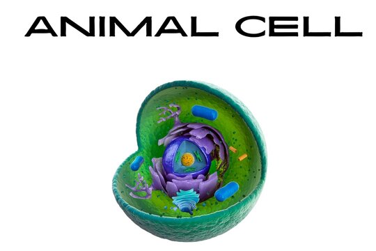 animal cell Vector illustration of  Internal structure, 3d rendering. Section view. Digital Animal cell anatomy structure. Educational infographic. 3d biological animal cell