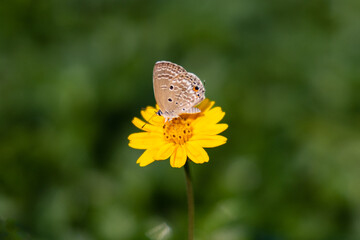 colorful wings of butterflies