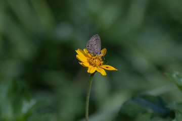 colorful wings of butterflies