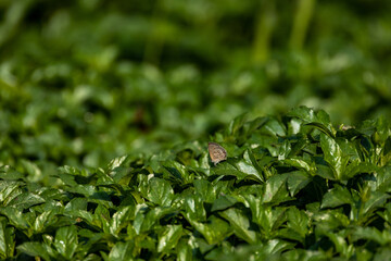 colorful wings of butterflies