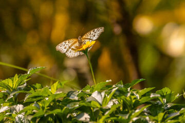 colorful wings of butterflies