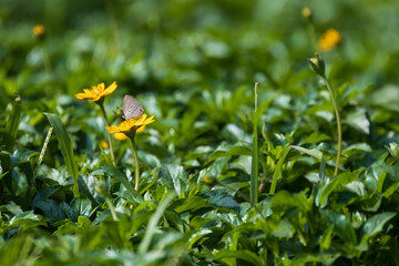 colorful wings of butterflies