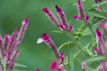 colorful wings of butterflies