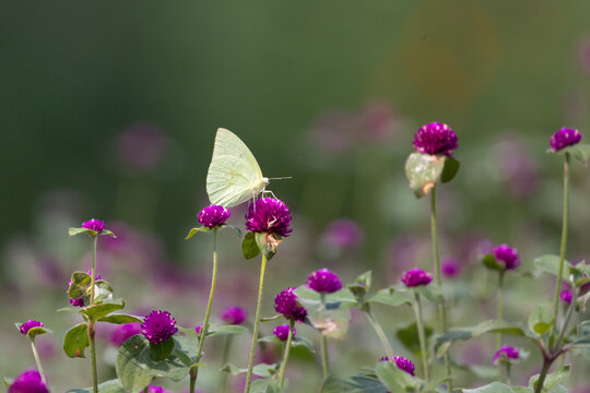 colorful wings of butterflies