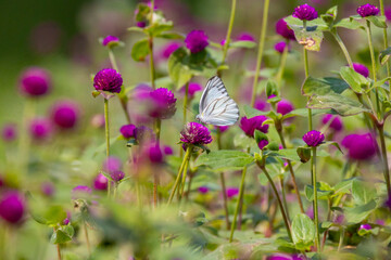 colorful wings of butterflies
